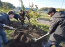 За год в Омске высадят десять тысяч новых деревьев