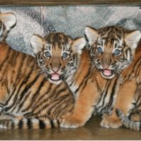 тигрята-тройняшки