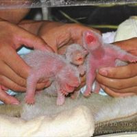 У панды в неволе впервые родилась тройня